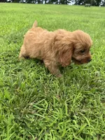 Bud, a male Cavapoo for sale in Dora, MO – 1 of 1