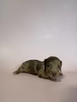 Macy, a female Miniature Dachshund for sale in Dora, MO – 4 of 7