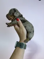 Emmy, a female Miniature Dachshund for sale in Dora, MO – 2 of 3