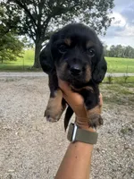 Callie, a female Miniature Dachshund for sale in Dora, MO – 2 of 6