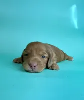 Wally , a male Miniature Dachshund for sale in Dora, MO – Photo 4 of 4