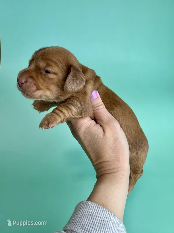 Wally  – Miniature Dachshund puppy for sale in Dora, MO