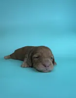 Wally , a male Miniature Dachshund for sale in Dora, MO – Photo 3 of 4