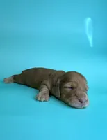 Wally , a male Miniature Dachshund for sale in Dora, MO – Photo 2 of 4