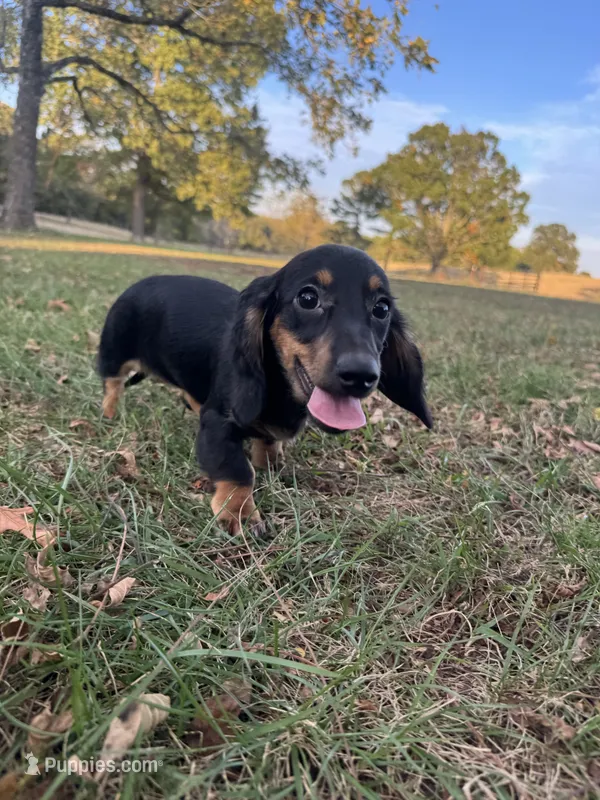 Callie – Miniature Dachshund puppy for sale in Dora, MO
