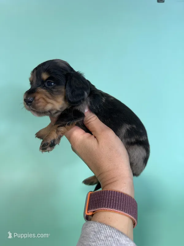 Cole – Miniature Dachshund puppy for sale in Dora, MO