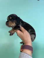 Cole, a male Miniature Dachshund for sale in Dora, MO – 1 of 5