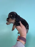 Cole, a male Miniature Dachshund for sale in Dora, MO – 4 of 5