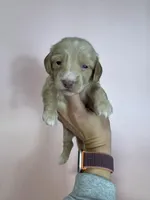 Kahla , a female Miniature Dachshund for sale in Dora, MO – Photo 5 of 5