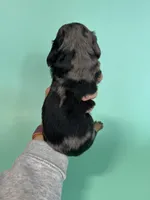 Cole, a male Miniature Dachshund for sale in Dora, MO – 5 of 5