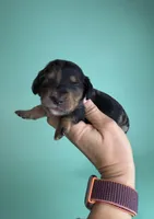 Cole, a male Miniature Dachshund for sale in Dora, MO – 3 of 5