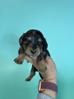 Cole, a male Miniature Dachshund for sale in Dora, MO – 2 of 5