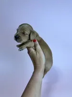 Annie , a male Miniature Dachshund for sale in Dora, MO – 4 of 4