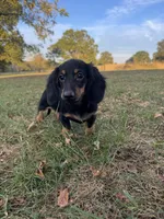 Callie, a female Miniature Dachshund for sale in Dora, MO – 6 of 6