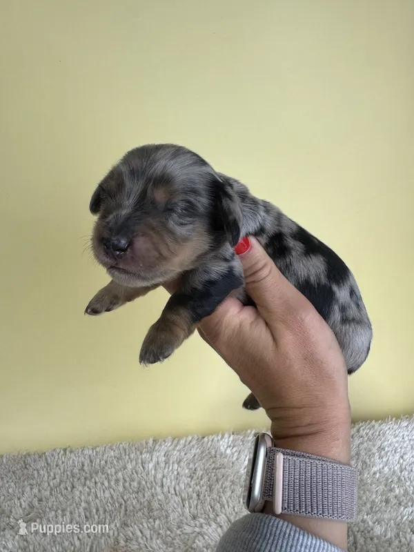 Sarah – Miniature Dachshund puppy for sale in Dora, MO