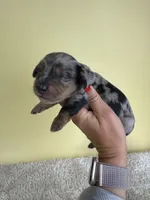 Sarah, a female Miniature Dachshund for sale in Dora, MO – 1 of 3