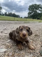 Georgia , a female Miniature Dachshund for sale in Dora, MO – 3 of 5