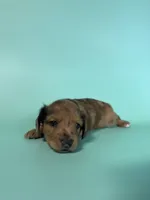 Blue, a male Miniature Dachshund for sale in Dora, MO – 5 of 9
