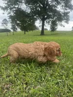 Davy, a male Cavalier King Charles Spaniel for sale in Dora, MO – 4 of 4