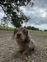 Ginny, a female Miniature Dachshund for sale in Dora, MO – 5 of 5