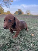 Linny, a female Miniature Dachshund for sale in Dora, MO – 5 of 6