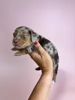 Daisy, a female Miniature Dachshund for sale in Dora, MO – 4 of 4