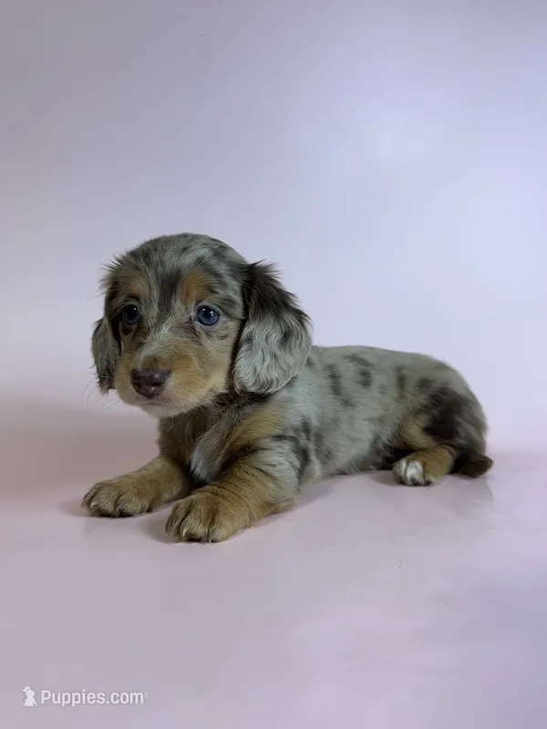 Jessie – Miniature Dachshund puppy on hold in Dora, MO