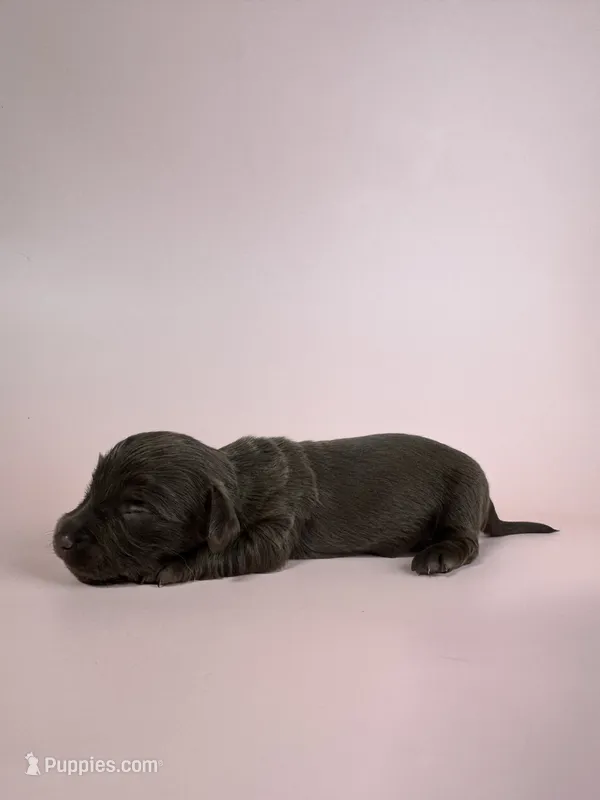 Emily  – Miniature Dachshund puppy for sale in Dora, MO