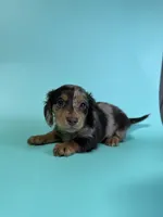 Brian, a male Miniature Dachshund for sale in Dora, MO – 4 of 4