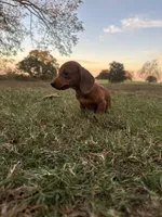 Evie , a female Miniature Dachshund for sale in Dora, MO – 5 of 5