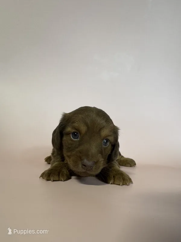 Bessie – Miniature Dachshund puppy for sale in Dora, MO