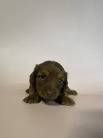 Bessie, a female Miniature Dachshund for sale in Dora, MO – 1 of 4