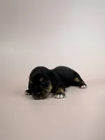 Adrian, a male Miniature Dachshund for sale in Dora, MO – 4 of 4