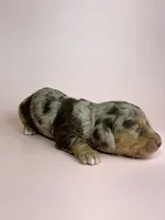 Daisy, a female Miniature Dachshund for sale in Dora, MO – 3 of 4
