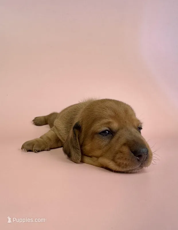 Alexa  – Miniature Dachshund puppy for sale in Dora, MO