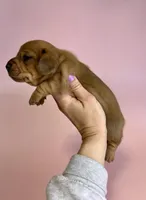 Alexa , a female Miniature Dachshund for sale in Dora, MO – Photo 2 of 2