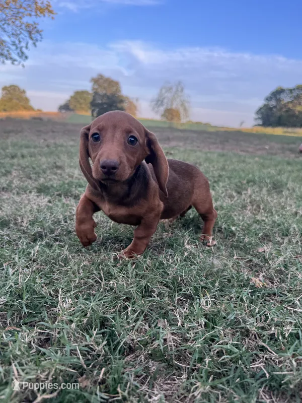Linny – Miniature Dachshund puppy for sale in Dora, MO