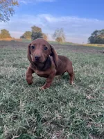 Linny, a female Miniature Dachshund for sale in Dora, MO – 1 of 6