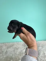 Sam, a male Miniature Dachshund for sale in Dora, MO – 2 of 3