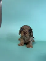 Madden, a male Miniature Dachshund for sale in Dora, MO – 6 of 8