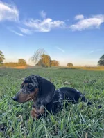 Miranda, a female Miniature Dachshund for sale in Dora, MO – 3 of 6