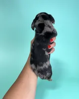 Cal, a  Miniature Dachshund for sale in Dora, MO – 2 of 3