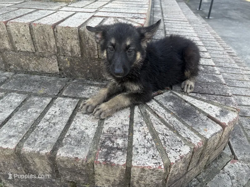 Onyx – German Shepherd Dog puppy for sale in South Mills, NC