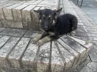 Onyx, a male German Shepherd Dog for sale in South Mills, NC – 1 of 3