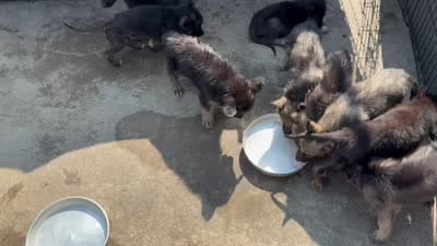 Onyx, a male German Shepherd Dog for sale in South Mills, NC – 3 of 3