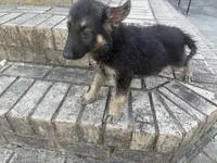 Onyx, a male German Shepherd Dog for sale in South Mills, NC – 2 of 3