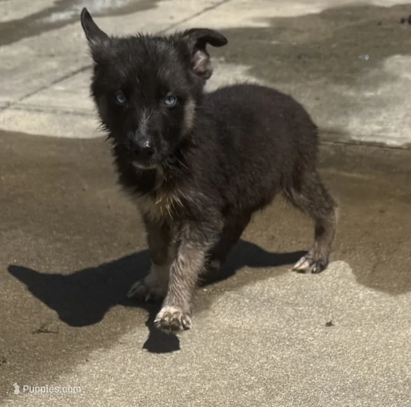 Azure  – German Shepherd Dog puppy for sale in South Mills, NC