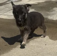 Azure , a male German Shepherd Dog for sale in South Mills, NC – 1 of 2