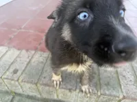 Azure , a male German Shepherd Dog for sale in South Mills, NC – 2 of 2