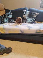 Rosie, a female Pomeranian for sale in Williamsburg, KY – Photo 3 of 5